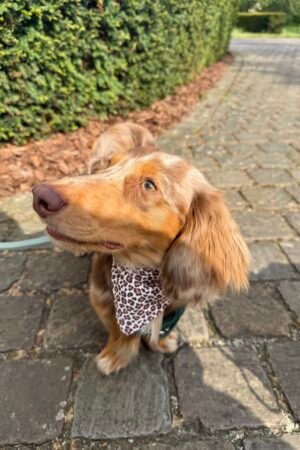 Bandana Léopard