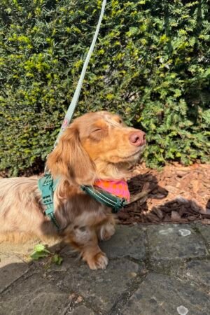 Bandana vichy rose et orange fluo