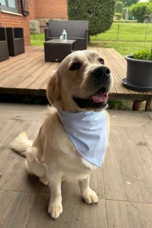 Bandana lignes bleues