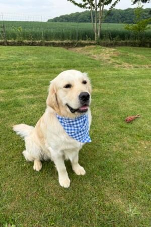 Bandana vichy bleu