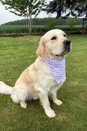Bandana vichy Lila