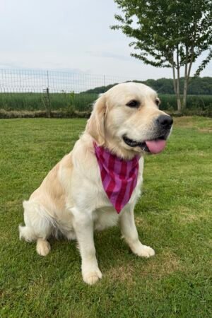 Bandana ligné rose